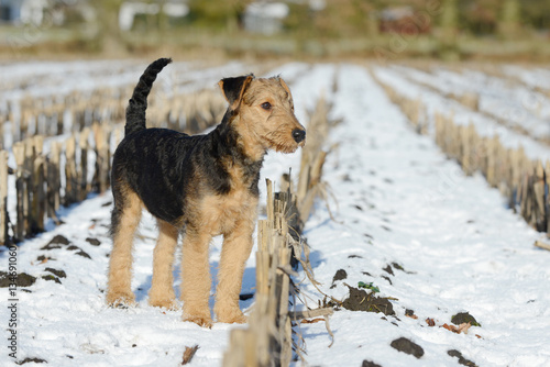 Schilderij op canvas puppy airedale standing  in the snow