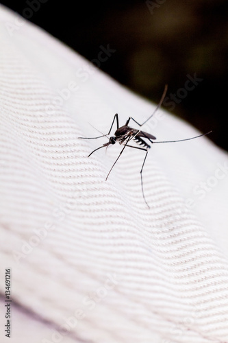 Close up view of real mosquito indicating dangerous of Aedes, Malaria and Zika disease