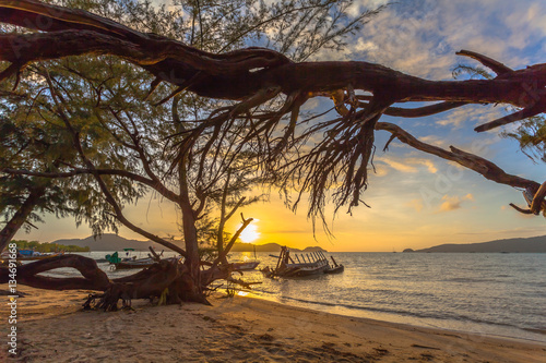 Fotografie The sun shines through the pine tree the roots of the pine sea erosion pine tre