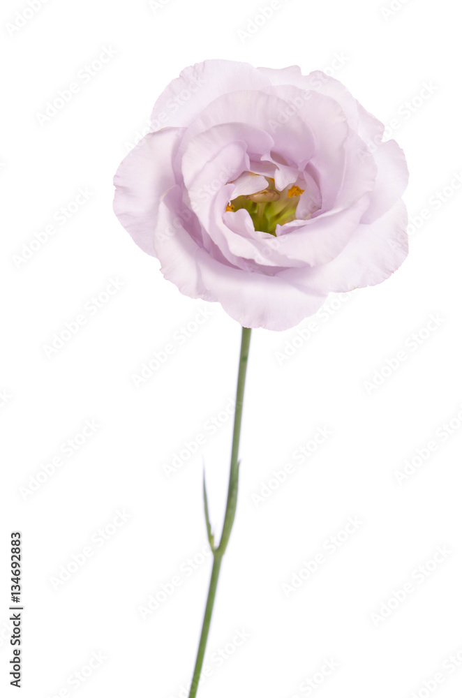 Beauty violet Eustoma flower on white. Beauty violet Eustoma flower on white.