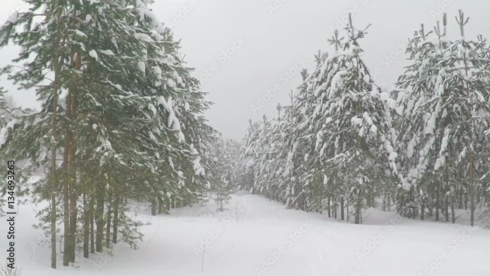 Snowfall In the Forest Park. Winter Landscape In Snow-covered Woods. Heavy Snowfall. Snowstorm And Snowy Road During A Cold Winter Day Snowfall In the Forest Park. Winter Landscape In Snow-covered Woods. Heavy Snowfall. Snowstorm And Snowy Road During A Cold Winter Day