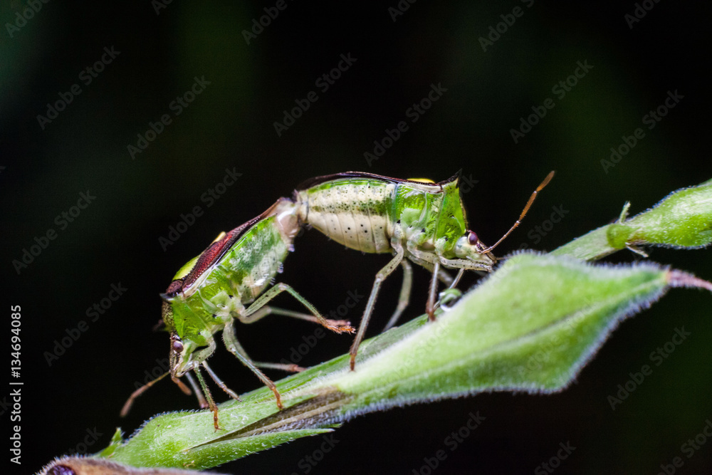 Close up view of real marmorated stink bug or known as Halyomorpha halys for insects macro photography commercial Close up view of real marmorated stink bug or known as Halyomorpha halys for insects macro photography commercial