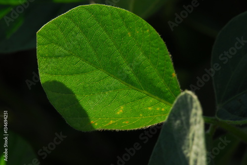 hojas de soja en planta detalles photo