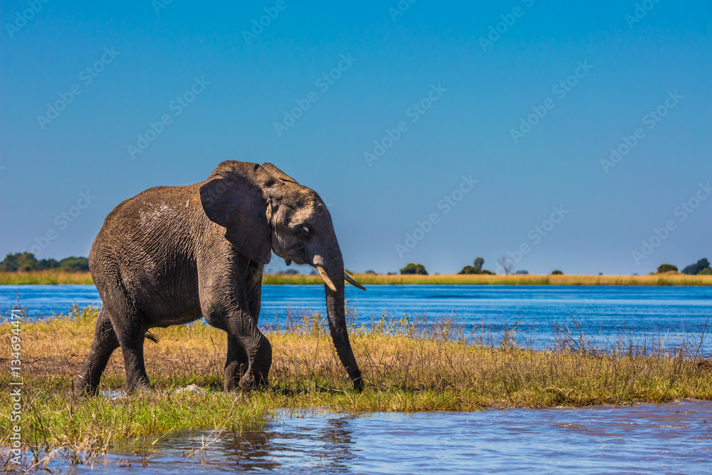Fototapeta premium Okavango Delta