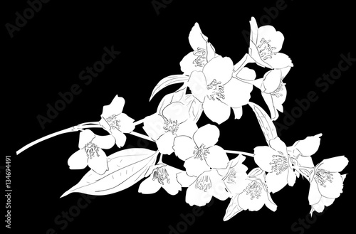 white jasmine blossoming lush branch sketch