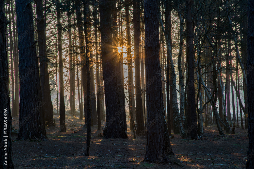 Fototapeta premium Gęsty las