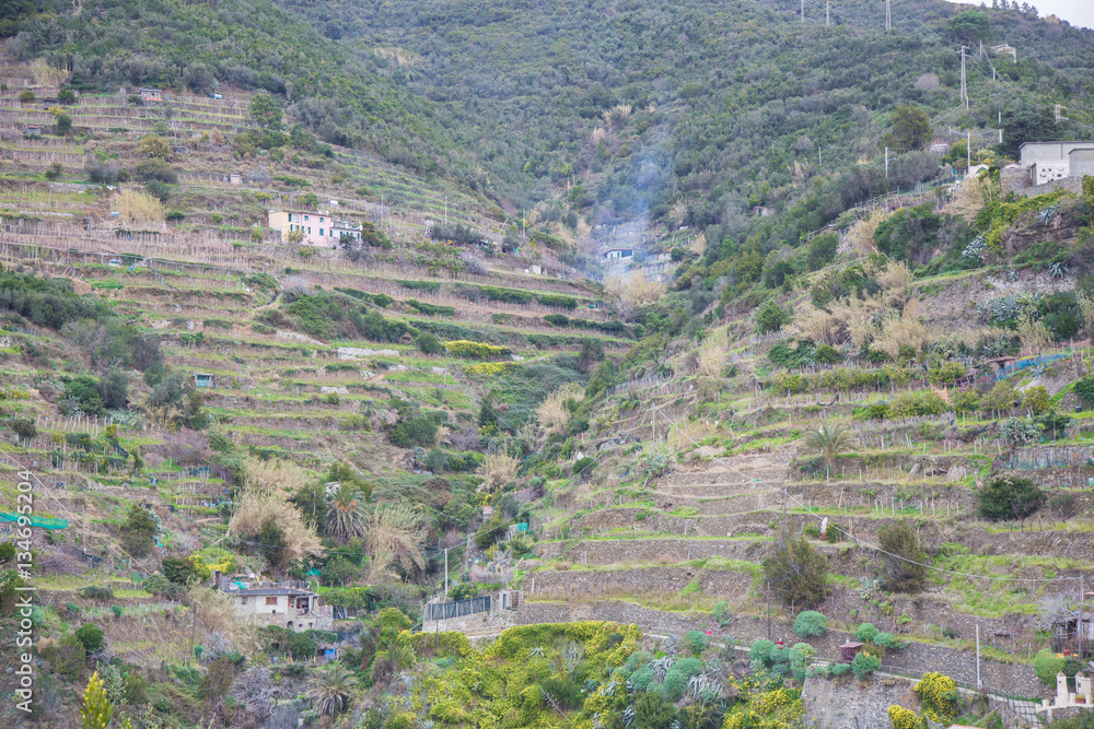 Cultivation in terraces in the coastal Ligure.