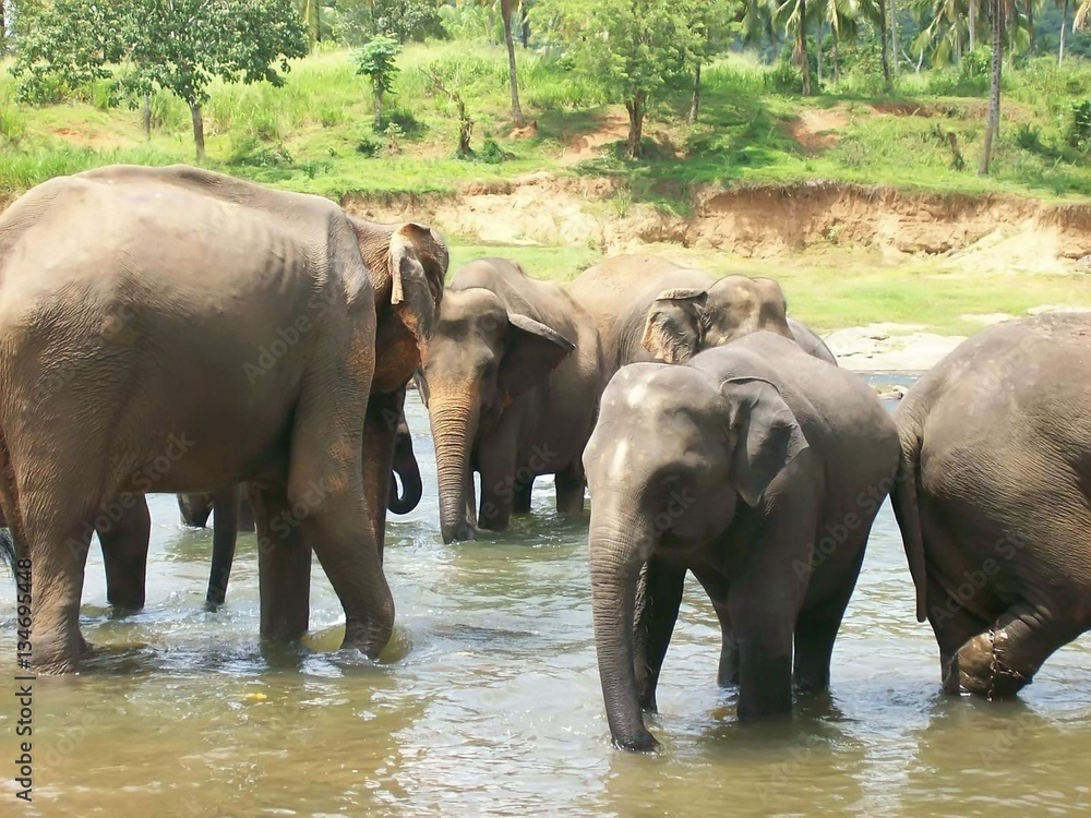 Elephant swimming in a river in Sri Lanka