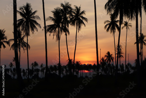 Coconut trees at sunset in Thailand