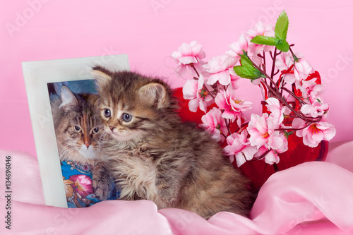 kitten breed Siberian cat sitting next to a photo of his mother,