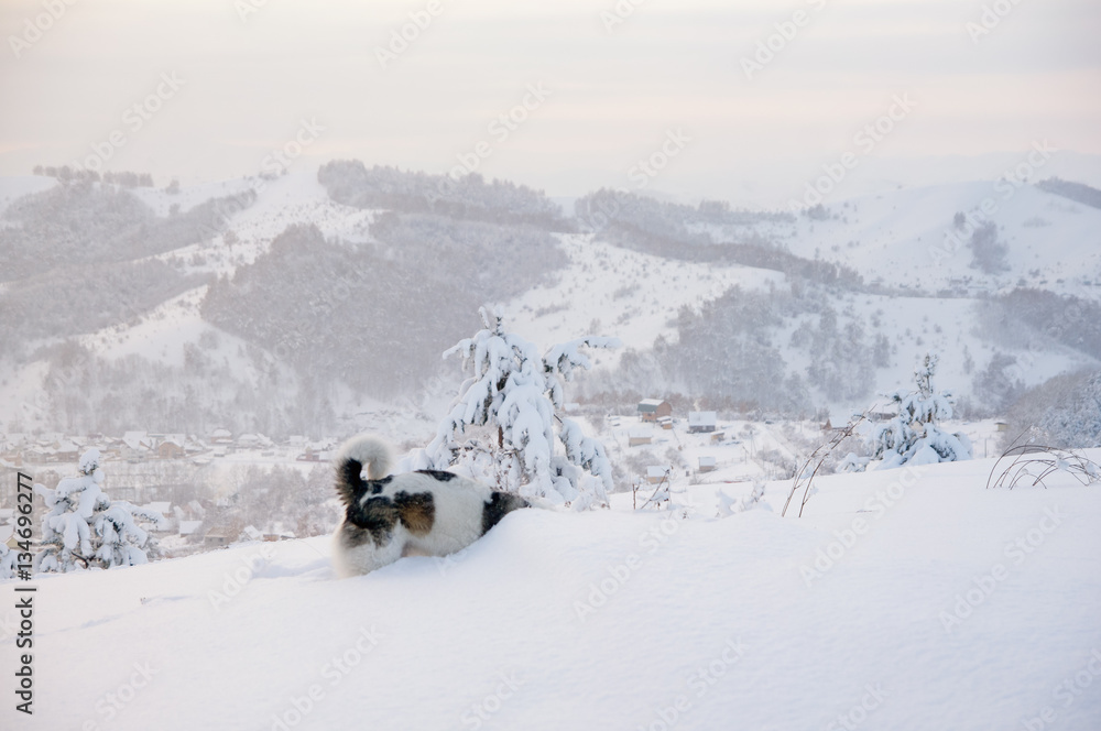 Hunting dog digging a hole in snow at winter field on top of mountain on the background of taiga forest and hills Hunting dog digging a hole in snow at winter field on top of mountain on the background of taiga forest and hills