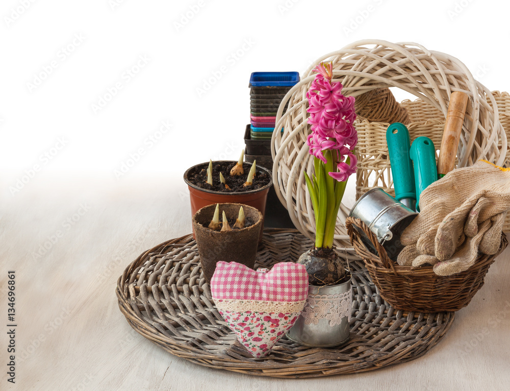 Pink hyacinth, garden tools and decorative heart