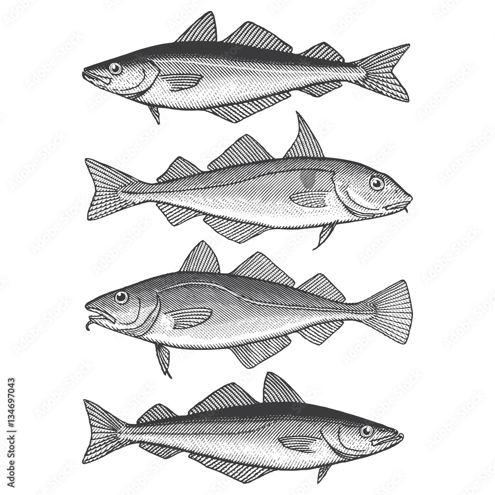 Cod, Haddock, Pollock and Coalfish/Seithe Stock Vector Adobe Stock