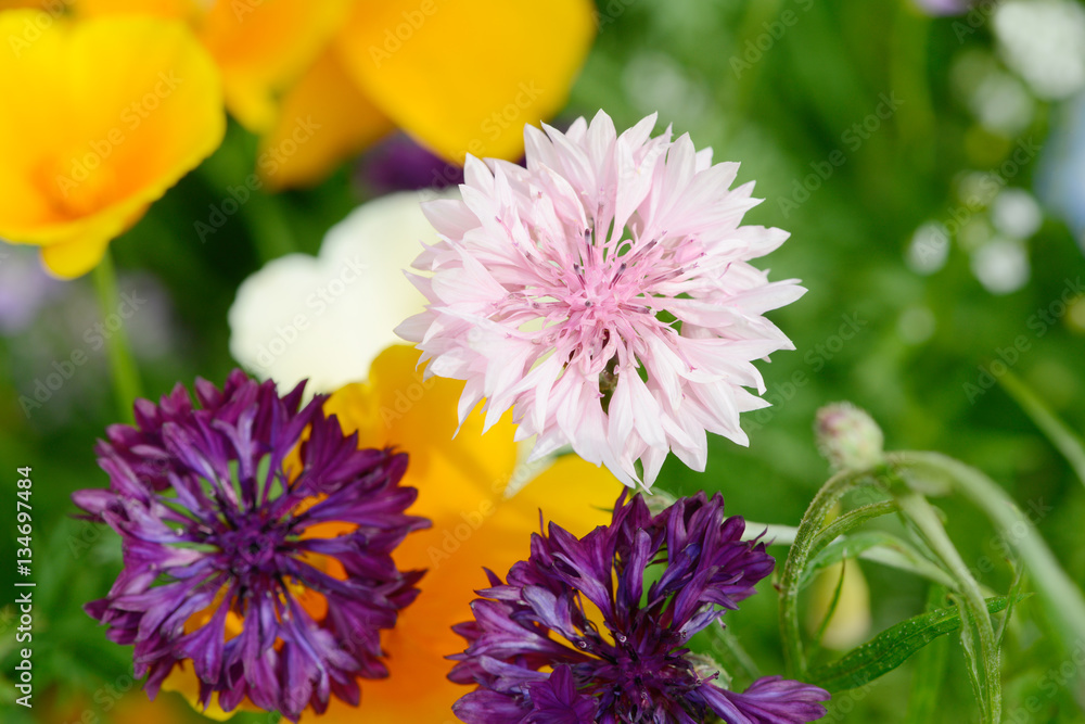 Fototapeta premium Cornflower in the nature