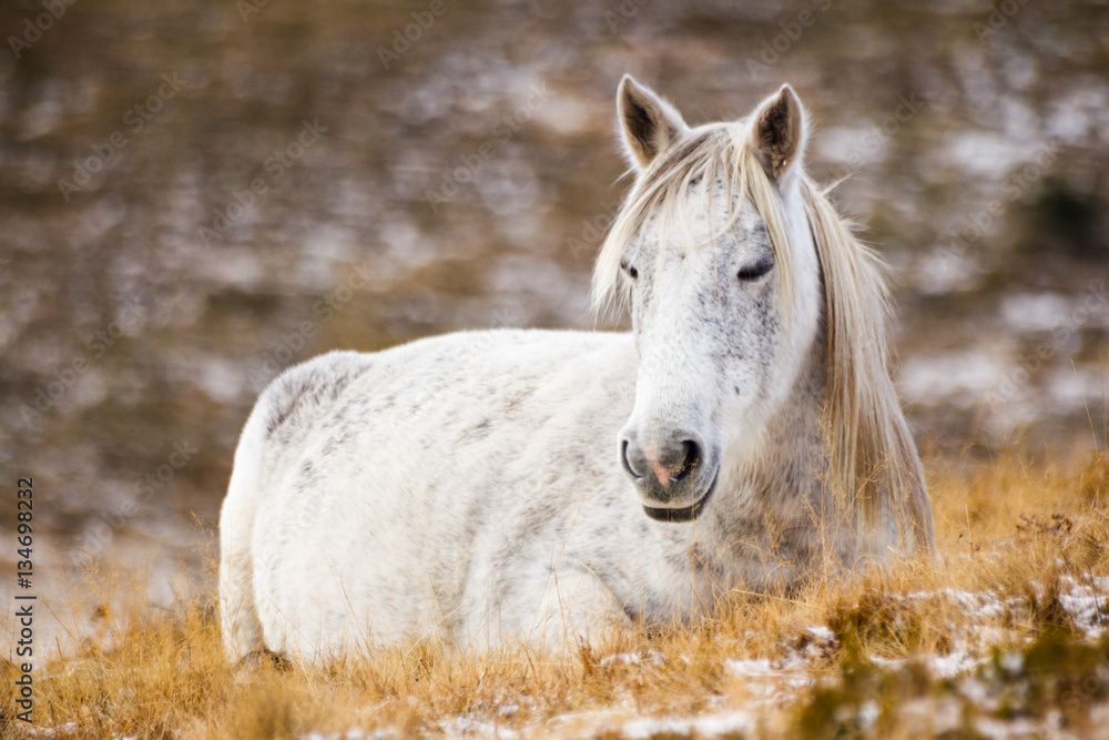 Wild white mustang horse, resting in a snowy field