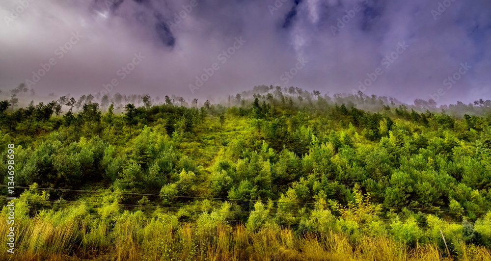 Obraz premium pine forest with mist