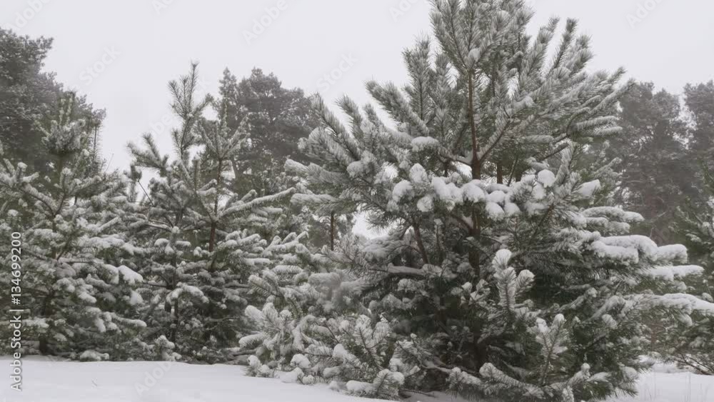 Winter Christmas forest in snow, frosty forest Winter Christmas forest in snow, frosty forest