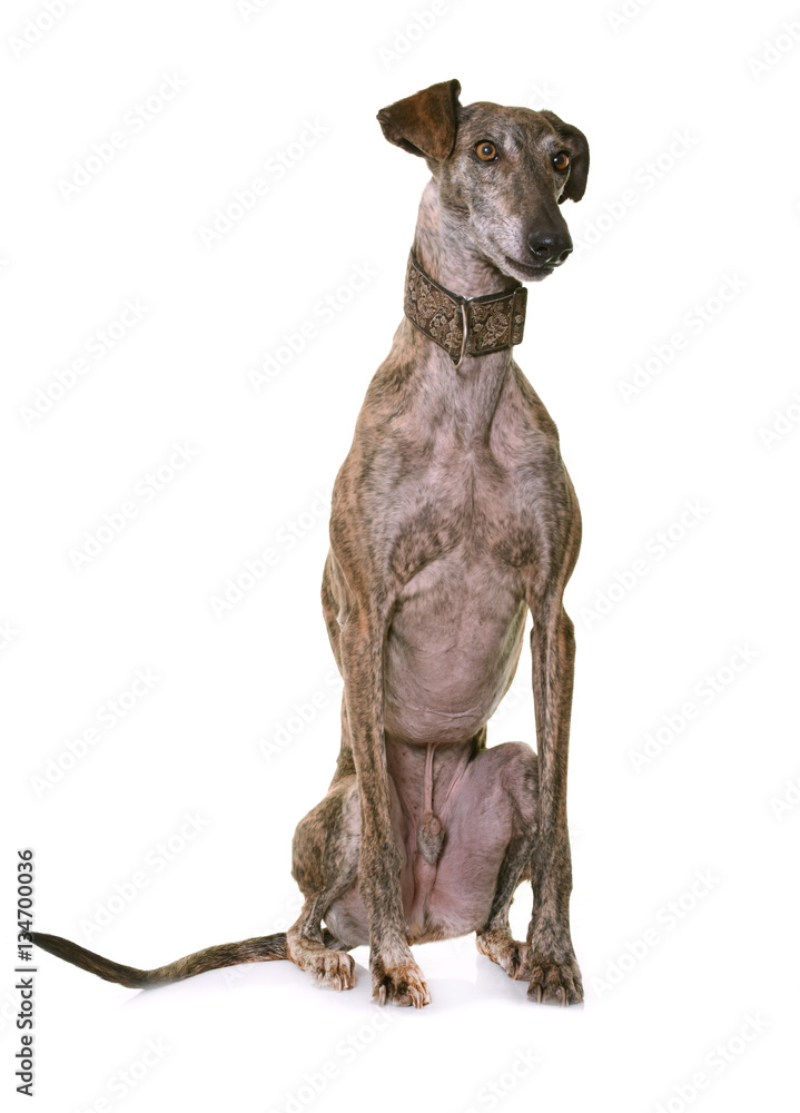galgo espanol in studio galgo espanol in studio