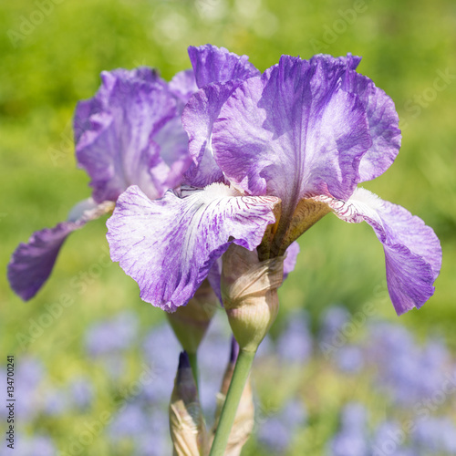 Fototapeta Naklejka Na Ścianę i Meble -  Flower of purple iris