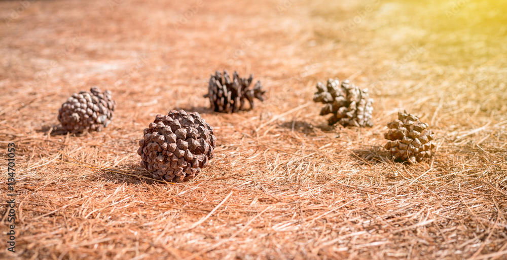 soft focus Pine cones in forest on the Pine cones leaf backgroun soft focus Pine cones in forest on the Pine cones leaf backgroun