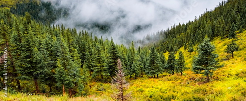 fir trees on a meadow down the will to coniferous forest in foggy mountains of China