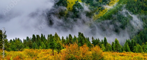 fir trees on a meadow down the will to coniferous forest in foggy mountains of China