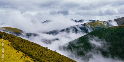 fir trees on a meadow down the will to coniferous forest in foggy mountains of China