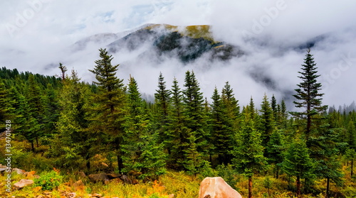 fir trees on a meadow down the will to coniferous forest in foggy mountains of China