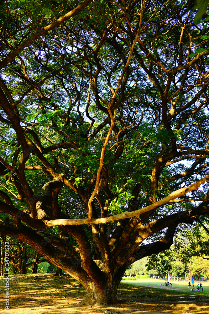 Obraz premium Wachirabenchathat Park or State Railway Public Park is a name of public park in Chatuchak district, Bangkok, Thailand.