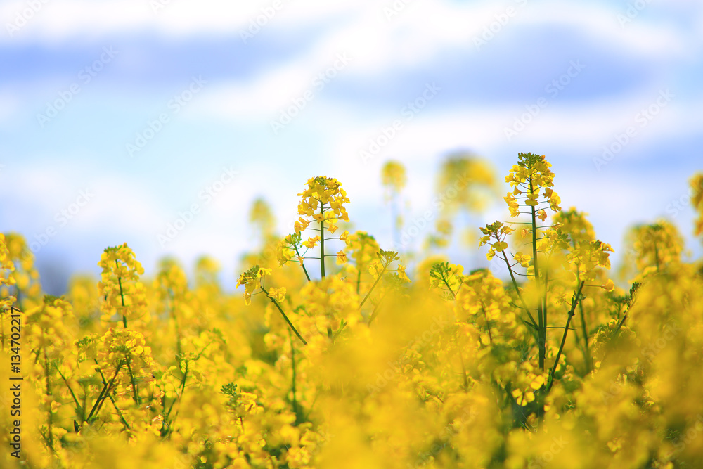Obraz premium Rape field