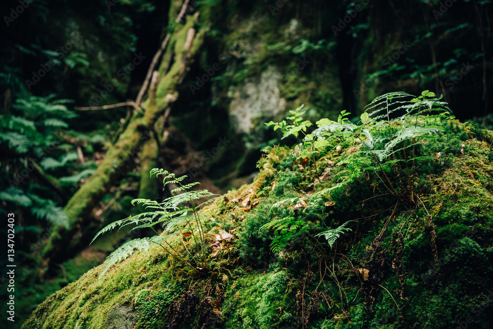 Farn und Moos auf einem Waldboden eines Naturwaldes, Mullerthal Trail, Luxemburg Farn und Moos auf einem Waldboden eines Naturwaldes, Mullerthal Trail, Luxemburg