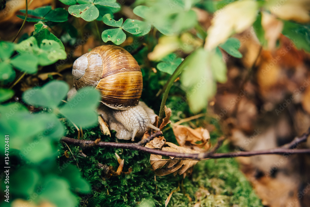 Weinbergschnecke auf Waldboden, Luxemburg Weinbergschnecke auf Waldboden, Luxemburg