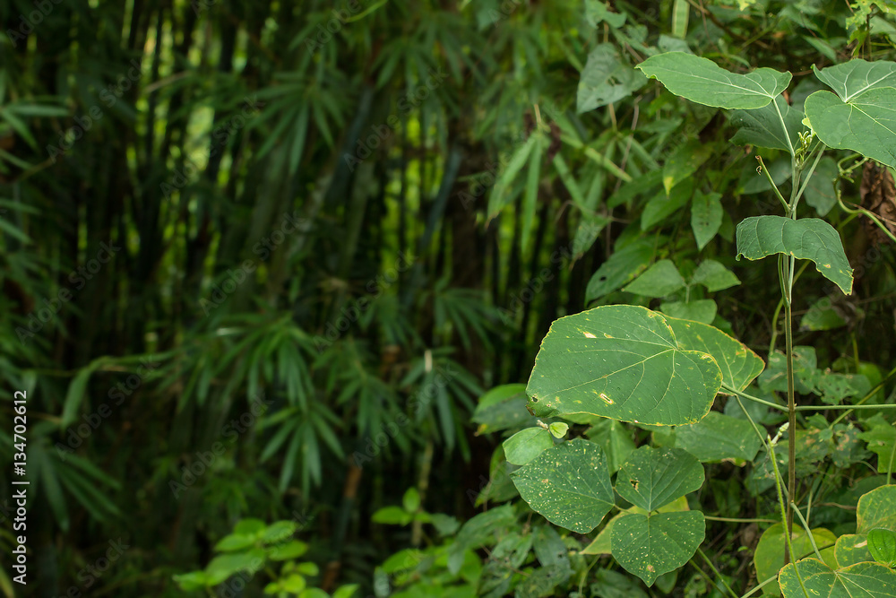 Jungle greenery with contrast of bright open plants and dark sha Jungle greenery with contrast of bright open plants and dark sha