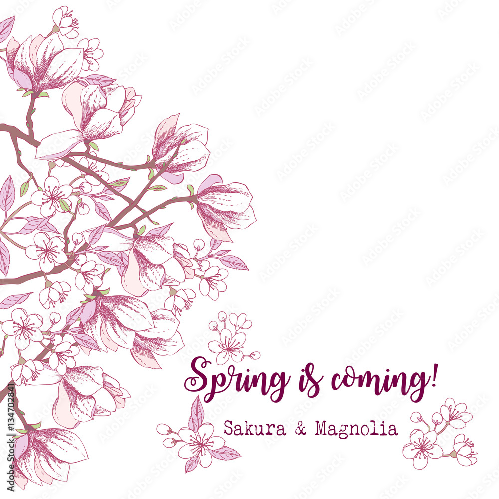 Spring Sakura and Magnolia Background