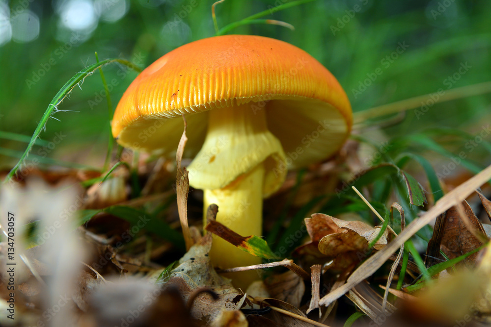 Fototapeta premium amanita caesarea mushroom