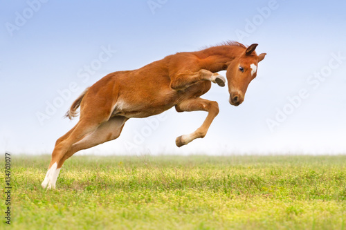 Fototapeta Naklejka Na Ścianę i Meble -  Red colt jump and play on the meadow