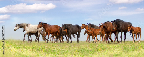 Horse herd run fast on spring green pasture