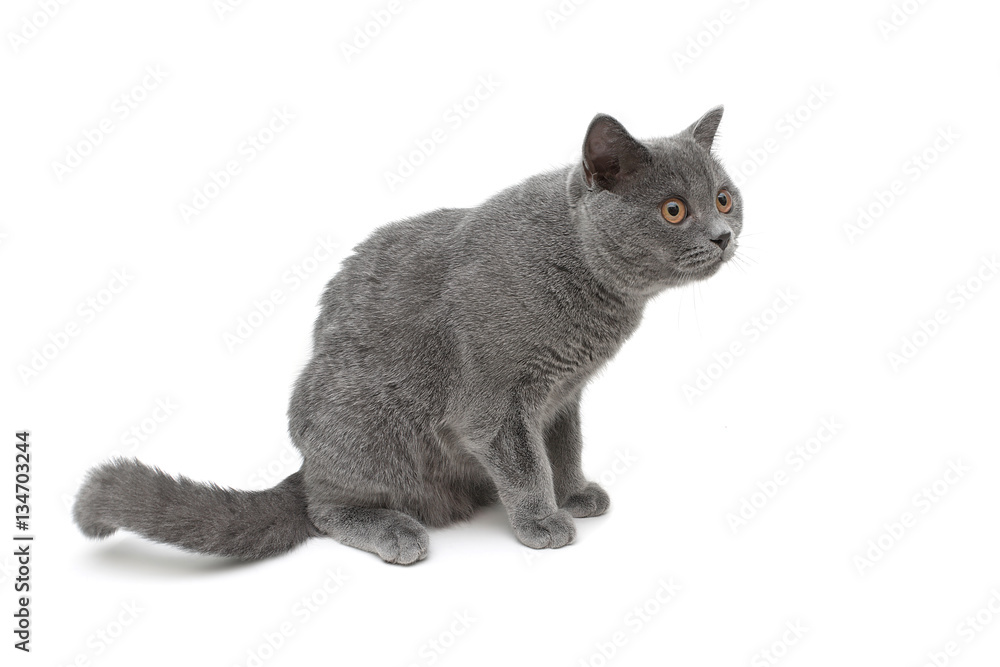 kitten isolated on white background kitten isolated on white background