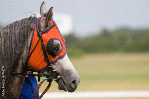 Gray horse, horse racing, profile.