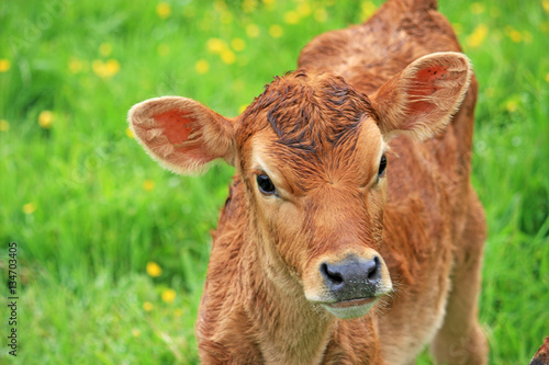 calf in a field