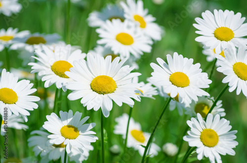 Summer landscape with beautiful blooming daisies closeup