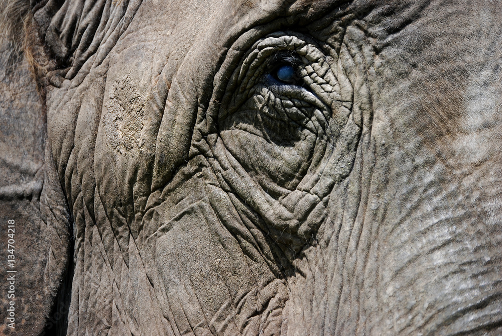 closeup of an elephant head closeup of an elephant head