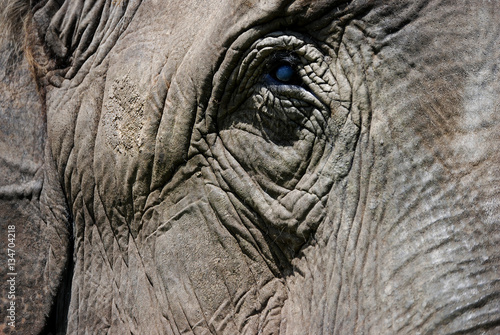 closeup of an elephant head