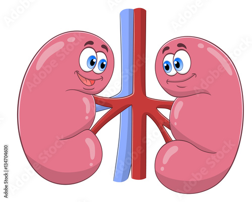 Cartoon kidneys