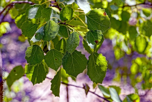 Берёзовые листья