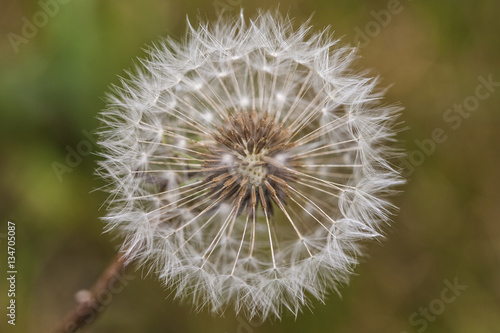 dandelion field close up 