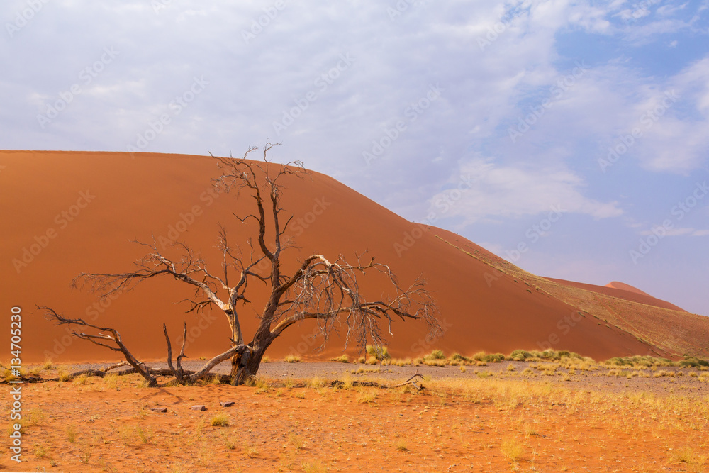 The desert landscape
