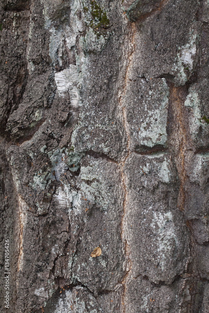 thick bark birch tree, background thick bark birch tree, background