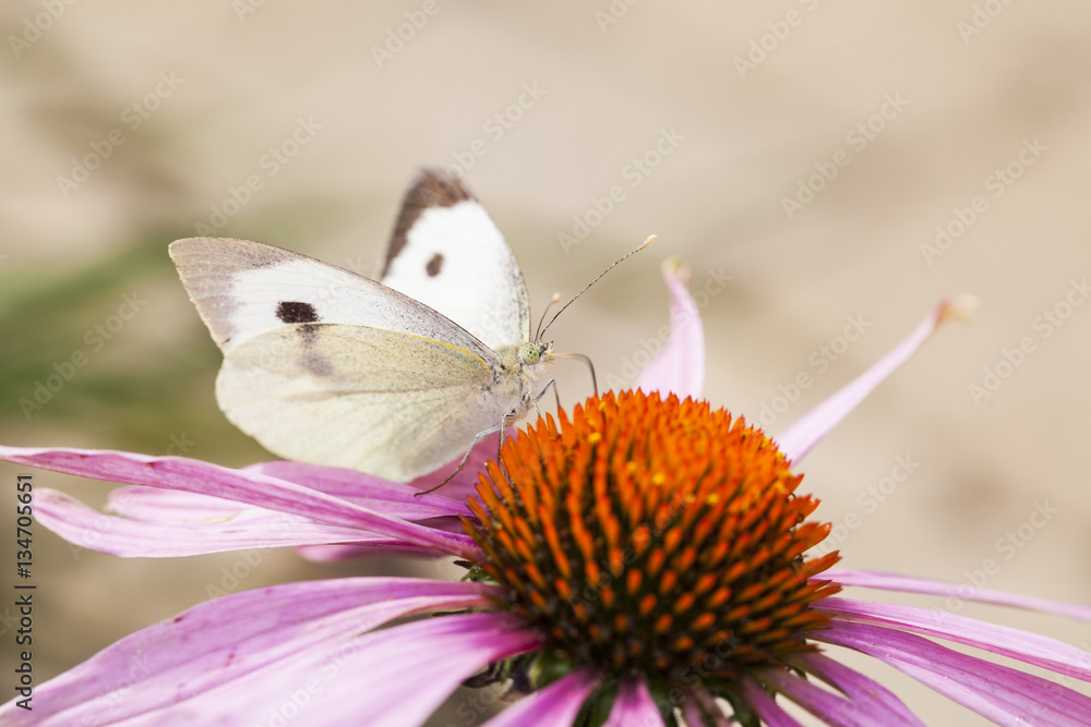white butterfly sits on a flower, close up white butterfly sits on a flower, close up