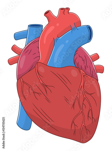 Heart